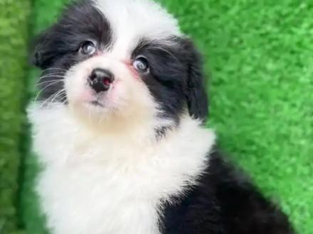 狗狗刚走就养新的,就是没有良心吗#真实生活分享计划 #动物萌宠 #宠物知识