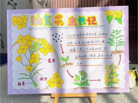 植物自然笔记油菜花生长记录手抄报模版线稿 春天一起来做#自然笔记手抄报,#油菜花生长记录手抄报,植物生长过程是一场奇妙的旅程,也是一部关于生命的诗篇!#植物成长日记#植物观察日记