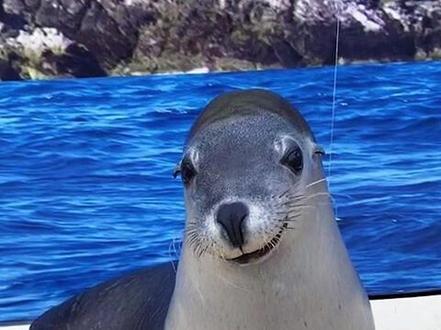 海豹和海狮你能分得清嘛? #神奇动物在抖音 #海豹 #海狮