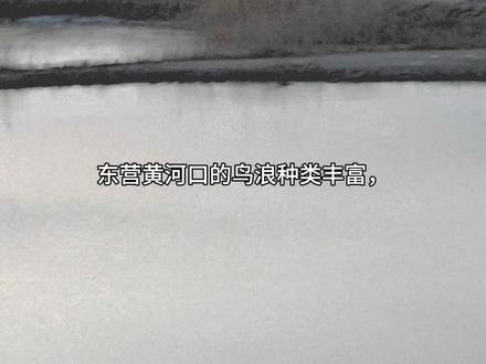 在东营观赏鸟浪,早上晚上各不相同,早上多为雁浪,主要是大雁,如灰雁、鸿雁等。下午则是以花脸鸭为主的鸭群形成的鸟浪。
观赏效果区别:早上的雁浪相对比较分散,而下午以花脸鸭为主的鸟浪则更为集中,阵型变幻更为迅速,观赏性更强。这是12月24日早上,7点钟左右的鸟浪,地点黄河入海口公园附近。
#大自然的风光 #旅行游记