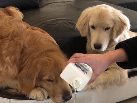 养狗家中有异味 敌特帮你解决所有烦恼 可喷可拖可洗可擦 用完家中都是淡淡的花香味 别提多好闻了