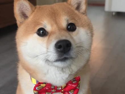 一首小狗的儿歌!每一句都好可爱#柴柴 #柴犬 #萌宠 #狗狗 #狗狗有多会卖萌