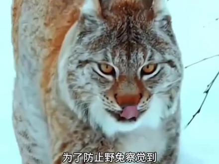 保护野生动植物守护生态家园#动物科普 #创作者中心 #创作灵感 #动物世界解说