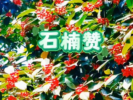 意象特点:石楠、女贞皆常绿,不畏秋寒,暗合诗人坚韧品格;“白猿吟”在古诗中常为悲愁象征,强化羁旅之思。#冷知识科普 #石楠 #石楠小札 #石楠果 #你家乡也有这种植物吗