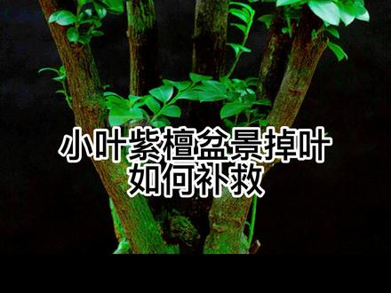 小叶紫檀出现掉叶的解决办法#养花小知识 #植物 #养花 #盆栽 #花盆 @抖音小助手 @DOU+小助手