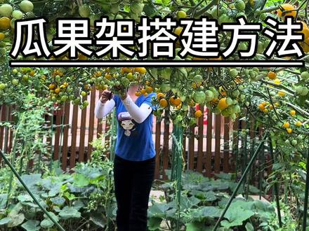 分享拱棚瓜架详细搭建方法,喜欢的朋友你也搭一个吧#拱棚支架 #搭架子神器 #爬藤架
