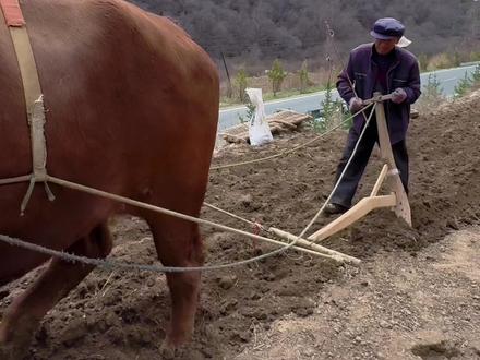 兴隆山后山上还沿袭着传统的耕地方式。牛好像听懂了大哥的发号施令,乖乖的拉着犁把往前走。#新农人计划 #牛犁地 #汉洁带你看榆中 #我的农村生活 @千姿彩美妆汉洁 @抖音小助手