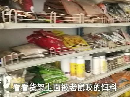 饵料招老鼠了,它单单专门咬这几种饵料,难道这些招鱼喜欢?