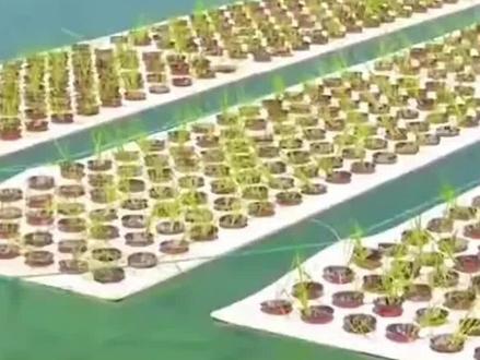 漂浮水稻种植技术,充分利用淡水资源,养鱼种稻两不误 #农业种植 #三农 #新农人计划2023 #漂浮水稻 #智慧农业