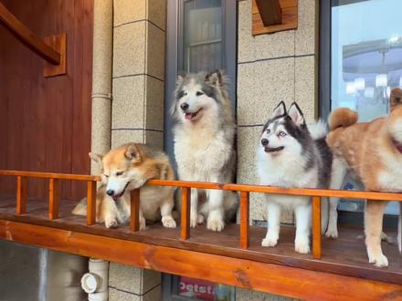 柴犬掉毛季一次能梳多少浮毛下来! #掉毛 #狗 #萌宠