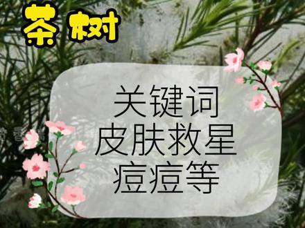 茶树精油被称为皮肤救星。是一款可攻可守,有矛也有盾的精油,此茶非彼茶,不是产茶叶的树。#览香精油小课堂。