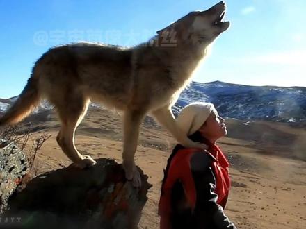 请还给李微漪应得的一切,别让赤诚之心被辜负#重返狼群 #李微漪 #保护动物