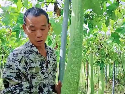 天然植物海绵宝宝,它全身是宝,现在的它身价翻翻供不应求,你对它了解吗?#农产品深加工 #优质农产品 #纯天然无添加 #丝瓜 #抖音助农