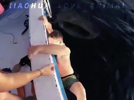 鲸鲨被巨粗的绳子困住,鲸鲨宝宝不顾危险向人类求救。#动物救助 #感动瞬间 #神奇动物在这里