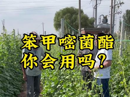 种豆角这个药,你一定要记牢,你还知道别的好药吗?#豆角种植 #农业种植 #种植技术 #病虫害防治 #笨甲嘧菌酯