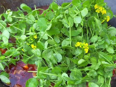 今天摘了很多豌豆尖来烫火锅,直接吃个够 #美食 #火锅