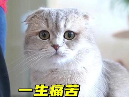 一生痛苦的折耳猫,太让人心疼了! #猫咪 #新手养猫 #养猫知识