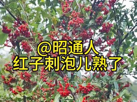 @昭通人 红子刺泡儿熟了,还是原来的味道,但你还记得儿时味道吗?有多久没吃过了?用它做的粑粑你吃过吗?还有其他吃法吗?火棘果实含有丰富的有机酸、蛋白质、氨基酸、维生素和多种矿质元素,可鲜食,也可加工成各种饮料。其果实秋季成熟,似火把,可作行道树或庭院栽植。
其根皮、茎皮、果实含丰富的单宁,可用来提取鞣料。火棘根可入药,其性味苦涩,具有止泻、散瘀、消食等功效,果实、叶、茎皮也具类似药效。火棘树叶可制茶,具有清热解毒,生津止渴、收敛止泻的作用。
红果中含有抑制龋齿的活性物质,对人类牙齿防治有积极意义,又是制作牙膏的优质原料。台湾红果红中透亮玲珑如珠,因味似苹果又被称为“袖珍苹果”,“微果之王”。一颗如珠的红果其维生素C的含量相当于一个大苹果,是营养极高的保健型水果。#云南 #昭通 #镇雄 #大自然 #乡村味道