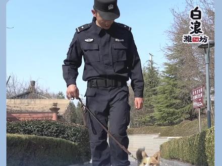 来了来了 “福仔”柯基入编的故事在这里!这是我国目前唯一柯基警犬!