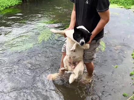 春天冬天不适合给狗子洗澡 #中华田园犬 #养宠人的治愈谁懂啊 #新春萌宠才艺大赏 #治愈系小狗 #真实生活分享官