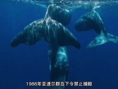 海洋世界-抹香鲸#科普 #神奇动物在抖音 #海洋生物 #海底世界 #纪录片 #动物世界 #海底世界真奇妙 #抖音小助手