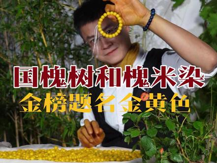 神奇的国槐树,槐米黄栌染的金黄色 每到高考季节总有人来这颗大槐树祭拜,摘一些槐树枝带回去。去年在这棵大槐树摘槐米掉了下来,不知道是不是因为摘槐米之前没有祭拜的原因。所以就感觉这棵大树很神奇。正好有这个植物声波测试仪就测试了一下,仪器是美国的一个品牌叫plantwave,真的很神奇,好像国内没有这样的仪器产品,有做芯片仪器的朋友可以自己研究一下。高考就要来临了,用槐米和黄栌木染的金黄色,祝福学子们胸怀锦绣金榜题名。 #plantwave #槐米染色 #非遗植物染 #百young非遗计划 #高考加油