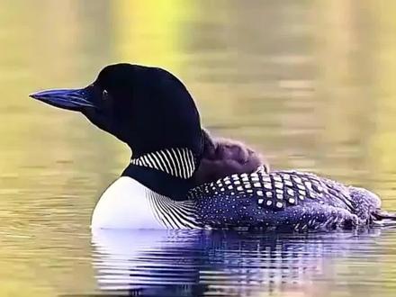 童年 只闻其声 不见其影的叫声 诡异氛围#野生动物 #爱鸟护鸟 #鸟类 #长耳鸮 #潜鸟