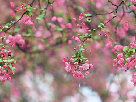 莫愁湖的海棠开了 3.17实拍南京莫愁湖公园。烟雨轻笼,莫愁湖的海棠突然就想开啦!风携细雨,花绽枝头,这一刻的金陵,温柔又浪漫#海棠花#海棠依旧#到此莫愁#江南烟雨#金陵春色