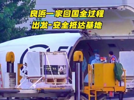 熊猫良浜成功回国#大熊猫 #熊猫良浜成功 #科普