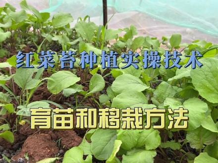 红菜苔种植实操技术分享,育苗和移栽需要注意的事项。#来抖音学农技 #红菜苔种植 #红菜苔种植技术 #种菜小技巧