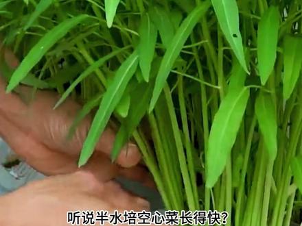 空心菜自吸水种植法,比土培快一倍,割了还能长 #半水培种植 #空心菜 #阳台种菜 #种菜小妙招