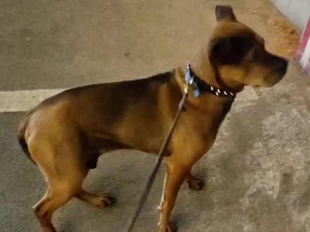 所以说,人带个虎牙或者虎骨,狗都吓尿是真的,之前我也不信😁#狗看老虎