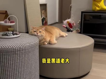 黑道老大重生之我是小猫咪#猫咪 #萌宠出道计划 #记录猫咪日常 #社会猫 #猫咪的不服全写在脸上