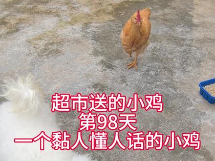 第98天,又是被小可爱们治愈的一天#记录小鸡成长过程 #毛孩子的日常 #宠物鸡观赏鸡 #创作者中心 #创作灵感