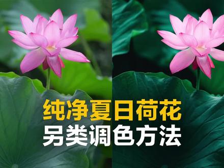 清透纯净荷花全新调色法, 实用又简单。#抖音摄影美学大赏 #荷花 #PS