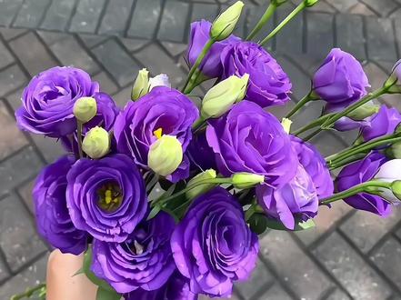 被艾特看紫色洋桔梗真是件浪漫的事.