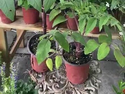 #逐玉“我可以死,但你必须好好活着’#张凌赫 #田曦薇#谢征#樊长玉