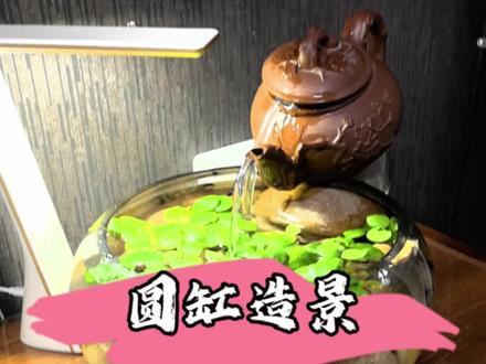 圆缸换个造景#圆缸 #造景 #养鱼 #自制过滤 #金鱼缸