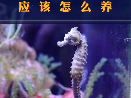 饲养生物最重要的是健康科学的饲养方式,看完你有收获了吗#海马 #养鱼日记 #海水鱼珊瑚 #海缸日记 #海缸