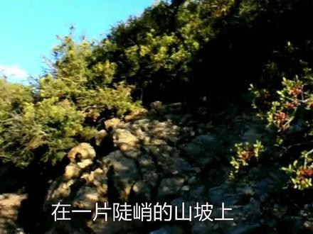 在一个陡峭的山坡上,从巨石里面竟发现神秘木盒,打开后惊喜不断 #寻宝 #宝藏 #探索发现 #荒野寻宝