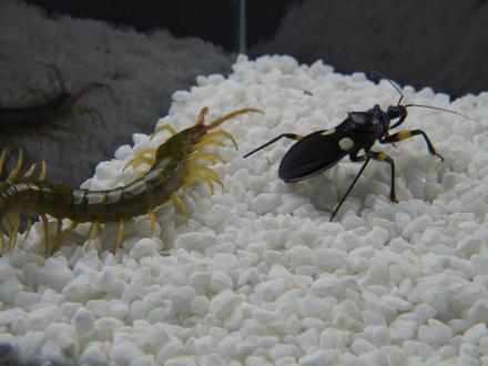 蜈蚣 VS 刺客虫,看看谁更厉害?