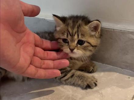 说我捡猫咪是摆拍然后网暴我的后续就是……没想到他的身上的恶行远不止如此 #教育 #网暴 #互联网#摆拍#中式家庭关系
