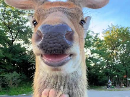 呦呦鹿鸣,吉祥的象征 #梅花鹿 #动物科普