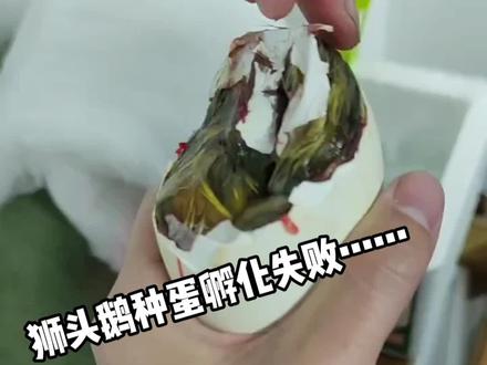 第一次孵化狮头鹅种蛋…以失败告终😭人工破壳晚了一步,30天没啄壳就一定要人工助产了😞#人工孵化 #狮头鹅种蛋孵化#狮头鹅
