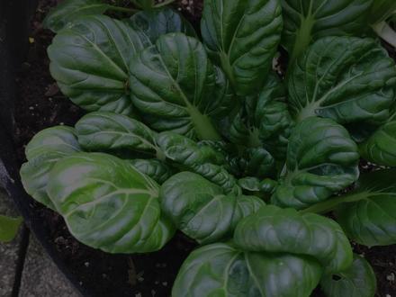 如何种植乌塌菜?乌塌菜是最古老的蔬菜,又名菊花菜,黑菜,塔菜