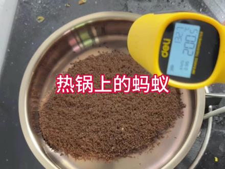 把30000只红火蚁扔进一百多度的热锅里!会发生什么事?#红火蚁#入侵物种#热锅上的蚂蚁 #红火蚁入侵