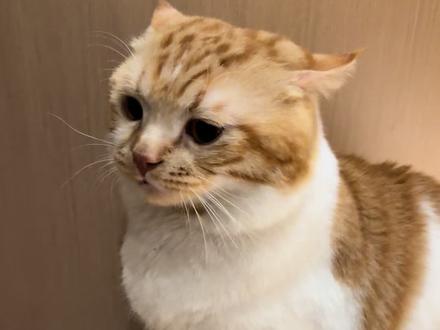 谁都不许碰咪的阿贝贝!!! #猫咪的迷惑行为 #小猫咪能有什么坏心眼 #猫咪 #橘猫 #萌宠成精了