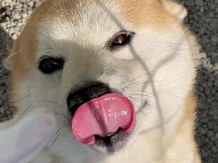 纯中的柴犬和普通的柴犬有什么区别!#柴犬 #柴犬豆柴 #柴犬犬舍