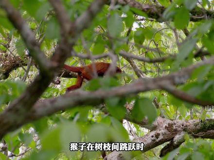 明明是雨林空中霸主,角雕却因繁殖太慢,正在悄悄走向濒危。 #动物世界 #万物可爱计划 #角雕 #野生动物真实故事 #动物科普视频推荐