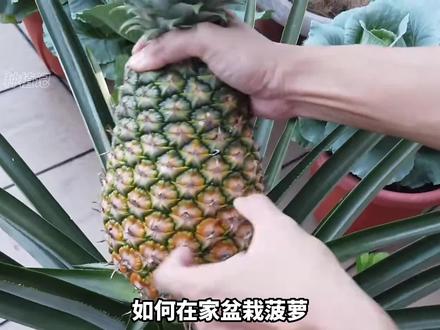 在家盆栽种植菠萝全过程,从种下到结果需要多长时间? #家庭种植 #菠萝 #盆栽 #三农 #中视频拉力赛